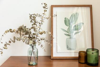 Las ramas de eucaliptos tienen muchos beneficios (Foto ilustrativa PEXELS)