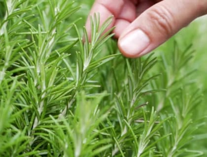 Las ramas frescas desprenden su característico aroma