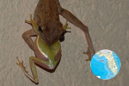 Las ranas arborícolas cubanas comen ranas arborícolas nativas de Florida. (Nancy Bennett-Steve A. Johnson)