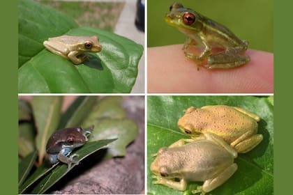 Las ranas arborícolas cubanas jóvenes varían de color marrón a verde y tienen una línea clara desde el ojo hasta las patas traseras, que se desvanece a medida que la rana crece. (Steve A. Johnson, UF/IFAS -Melissa Reynolds)