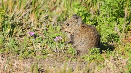 Las ratas de arbusto Karoo viven solas, pero construyen madrigueras de palos grandes para protegerse de los cambios bruscos de temperatura y de los depredadores