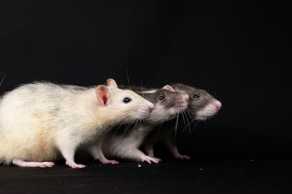Las ratas en Nueva York tienen mecanismos de supervivencia que las ayudan a resistir el invierno en la Gran Manzana (Pexels/Nikolett Emmert)