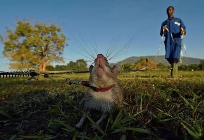 Las ratas entrenadas pueden detectar la presencia de minas terrestres mucho más rápido que los métodos convencionales