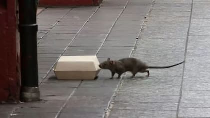 Las ratas forman parte del paisaje de Nueva York