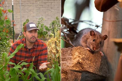 Las ratas llegan a los jardines en busca de alimento, refugio y agua