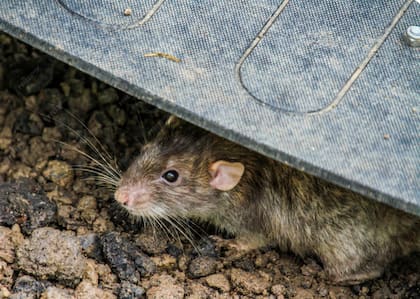 Las ratas llegan a los jardines en busca de alimento, refugio y agua