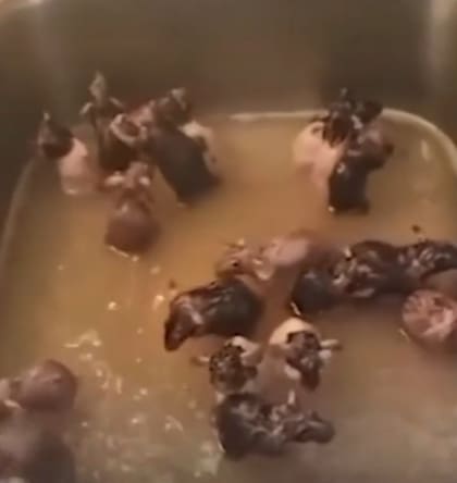 Las ratas se remojan y juegan en el recipiente lleno de agua.