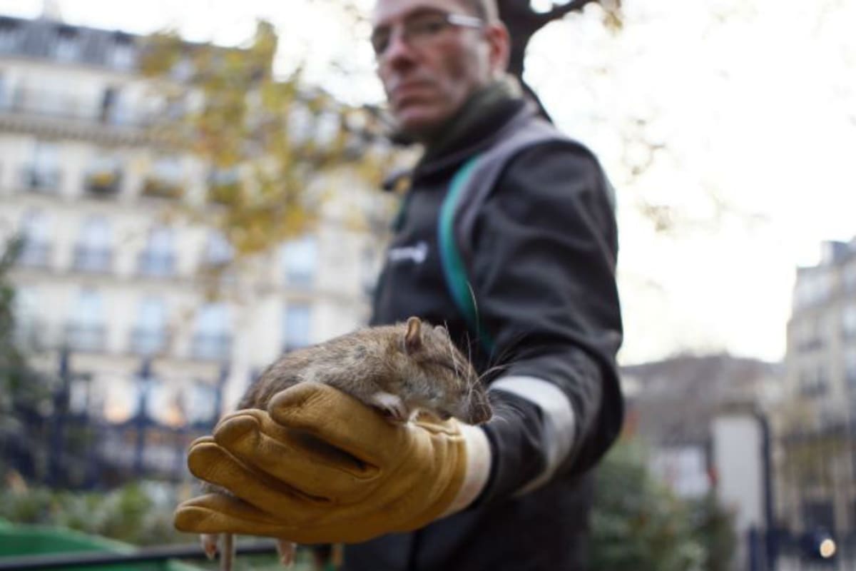 Las ratas son una epidemia en la ciudad luz
