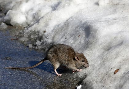Las ratas también pueden encontrarse en Central Park, Nueva York