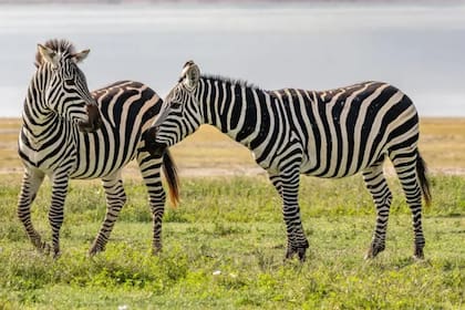 Las rayas pueden ayudar a proteger a las cebras de las picaduras de tábanos