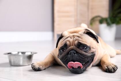 Las razas braquiocefálicas (animales con hocico chato) como los bulldogs son más propensos a sufrir un golpe de calor