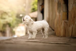 Las razas de perros de tamaño pequeño suelen ser las más ruidosas