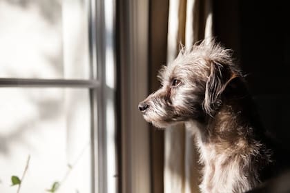 Las razas de perros que no recomiendan tener en departamentos