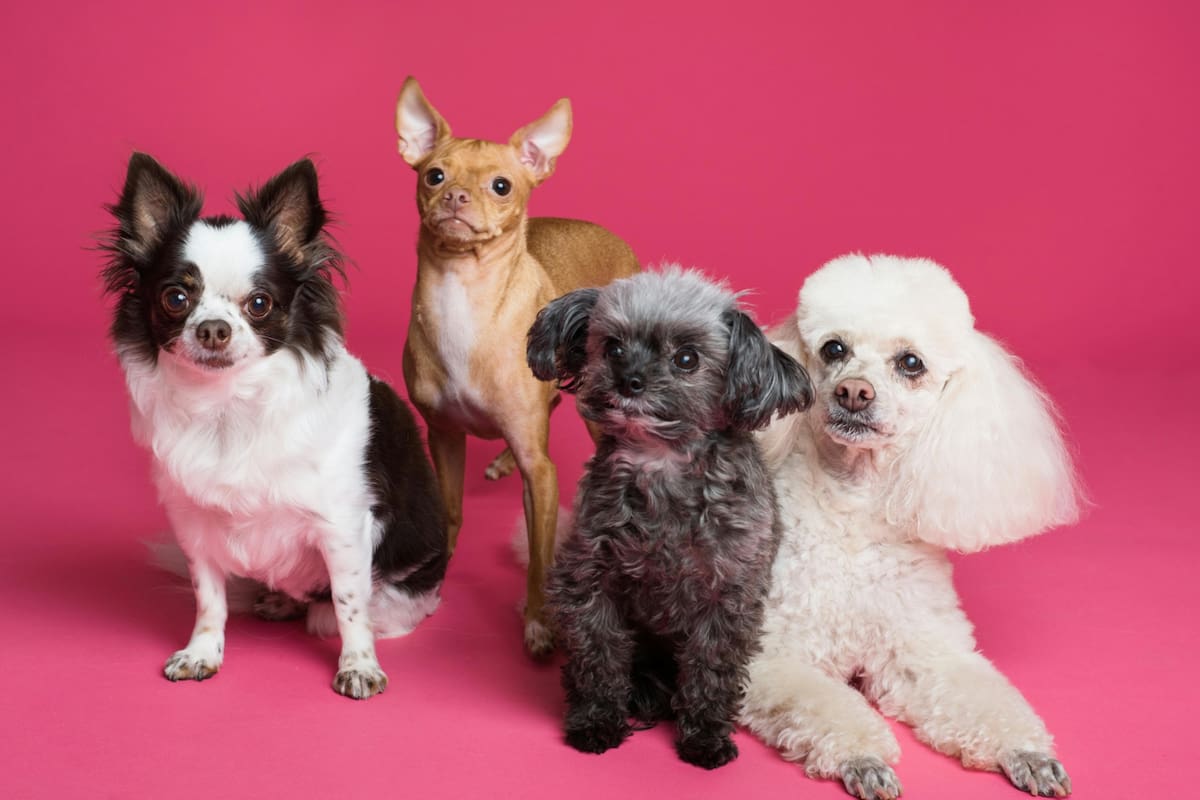Las razas pequeñas son ideales para quienes viven en espacios reducidos