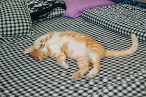 Las razones de por qué los gatos se cubren el rostro para dormir