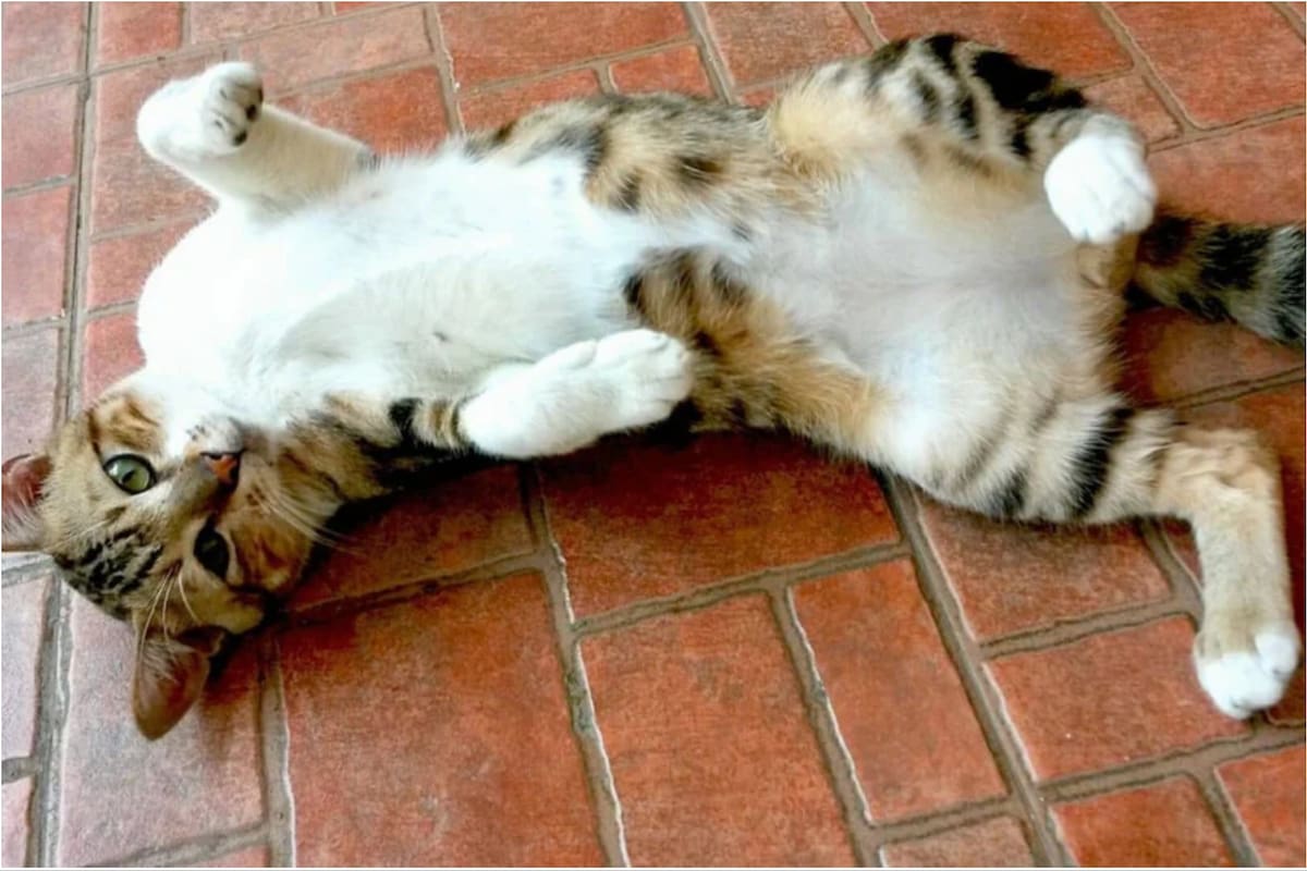 Las razones por las que el gato se pone panza arriba