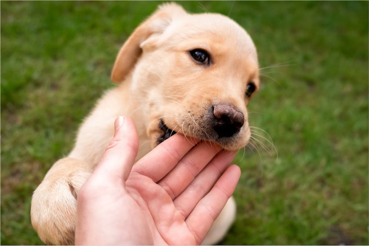 Las razones por las que los perros muerden las manos de los humanos