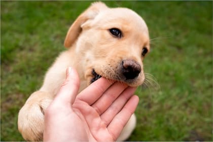 Las razones por las que los perros muerden las manos de los humanos