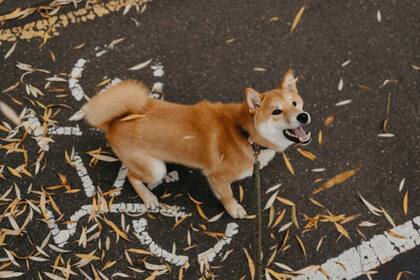 Las reacciones de los perros son acorde a su contexto (Foto Pexels)