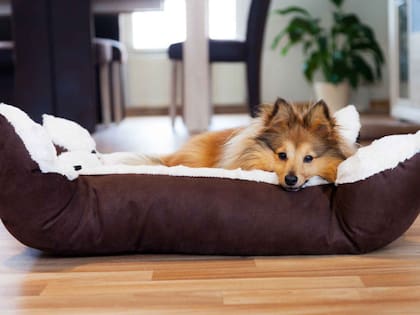 Las recomendaciones de la Real Sociedad para la Prevención de la Crueldad contra los Animales (RSPCA, por sus siglas en inglés) apuntan a mantener la cama en un sitio cálido y protegido de las corrientes de aire