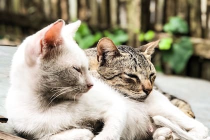 Las recomendaciones para encontrar la mejor opción de comida para estos felinos