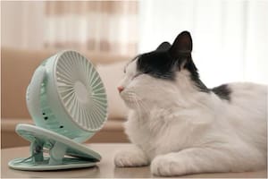 Las recomendaciones para que los gatos no sufran un golpe de calor