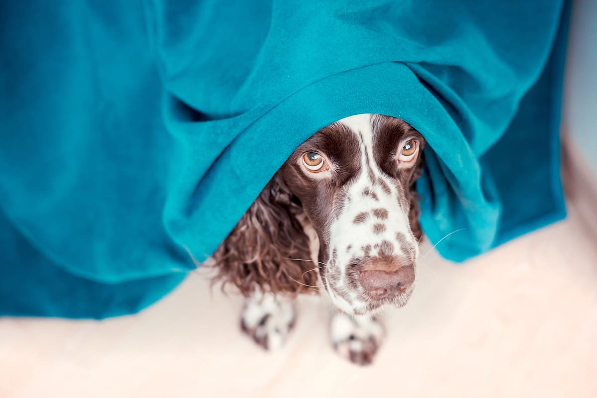 Las recomendaciones para que los perros no sufran los fuegos artificiales