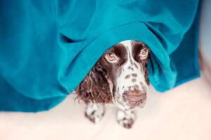 Las recomendaciones para que los perros no sufran los fuegos artificiales