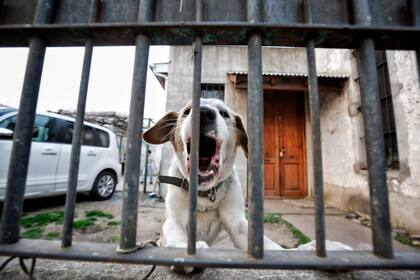 Las rejas refuerzan la seguridad de los hogares en Temperley