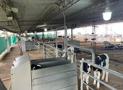 Las relaciones de precios son favorables para el sector lechero