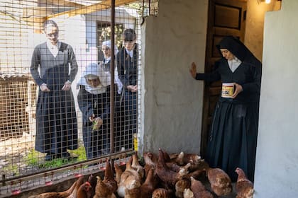 Las religiosas de la Visitación alimentan a las gallinas, una de las tareas cotidianas que realizan dentro del monasterio de Pilar