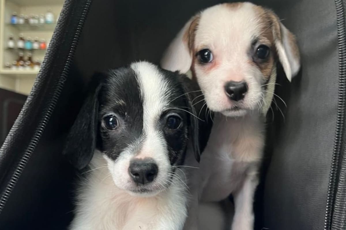 Las rescataron de la calle, crecieron en un refugio y ahora están listas para ser adoptadas: la historia de Pixie y Polina (Foto: Instagram @patitasalrescate)