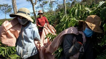 Las reservas de café en Vietnam están "casi agotadas" y aún faltan dos meses para una nueva temporada de cosecha