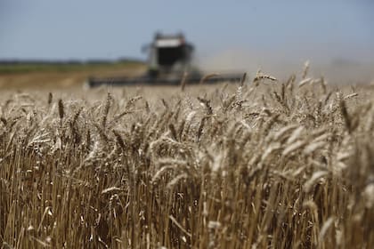 Las retenciones al trigo podrían subir