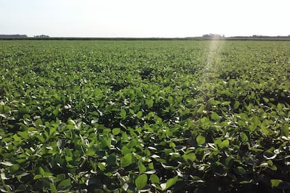 Las retenciones sobre las exportaciones de soja ascienden al 26%