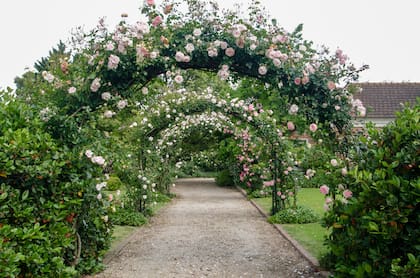 Las rosas deben podarse para quitar ramas secas, torcidas o que hayan dejado de producir flores