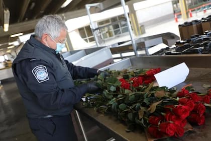 Las rosas están permitidas, pero toda la entrada de flores a EE.UU. pasará por una inspección