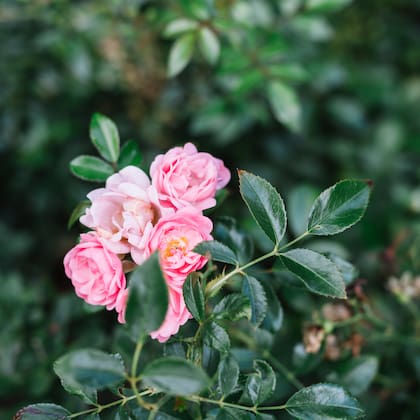 Las rosas híbridas de té se distinguen por su forma perfecta y su perfume intenso. Son las favoritas para flor cortada