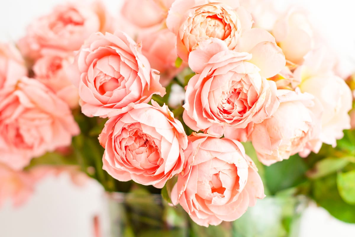 Las rosas Juliet, creadas en Inglaterra, demandaron doce años de desarrollo para alcanzar su perfección