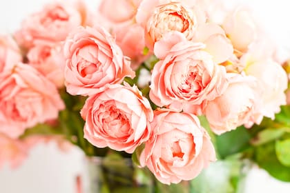 Las rosas Juliet, creadas en Inglaterra, demandaron doce años de desarrollo para alcanzar su perfección