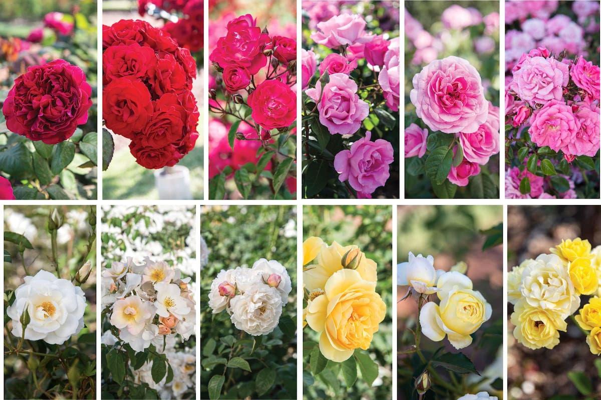 Las rosas se expresan en diversas formas y colores
