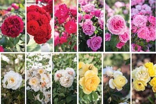 9 variedades de rosas que tenés que conocer