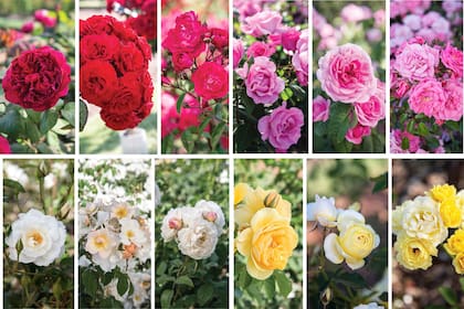 Las rosas se expresan en diversas formas y colores