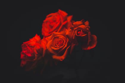 Las rosas son uno de los regalos clásicos de San Valentín