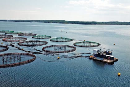 Las salmoneras son jaulas gigantes donde se crían los salmones de cultivo.