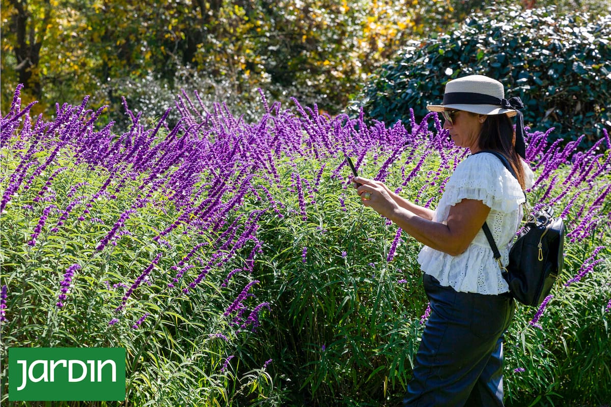 Las salvias son aliadas infaltables tanto en jardines de diseño como en rincones domésticos