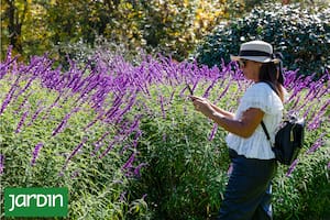 Las salvias son aliadas infaltables tanto en jardines de diseño como en rincones domésticos