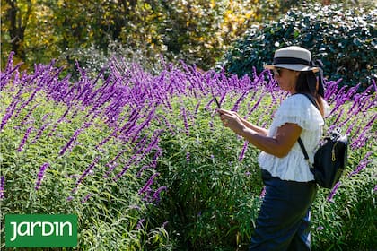Las salvias son aliadas infaltables tanto en jardines de diseño como en rincones domésticos