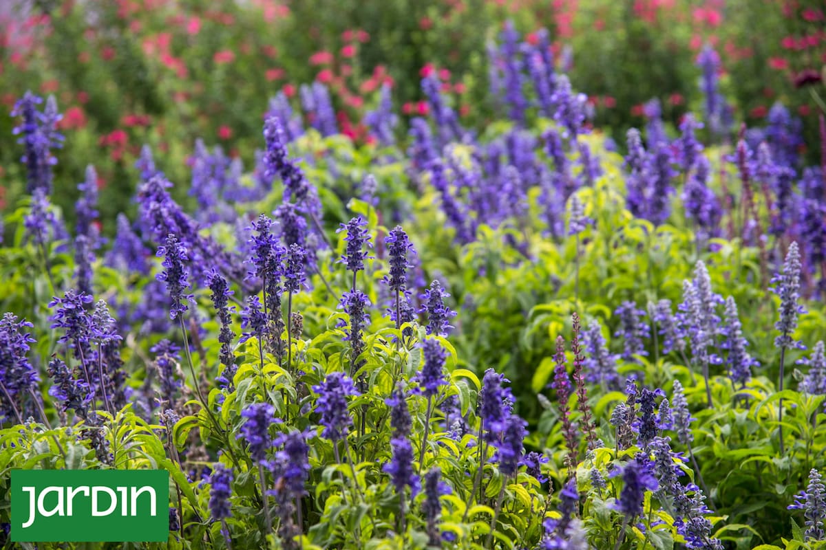 Las salvias son plantas generosas y cada una tiene una virtud para destacar