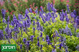 Las salvias son plantas generosas y cada una tiene una virtud para destacar